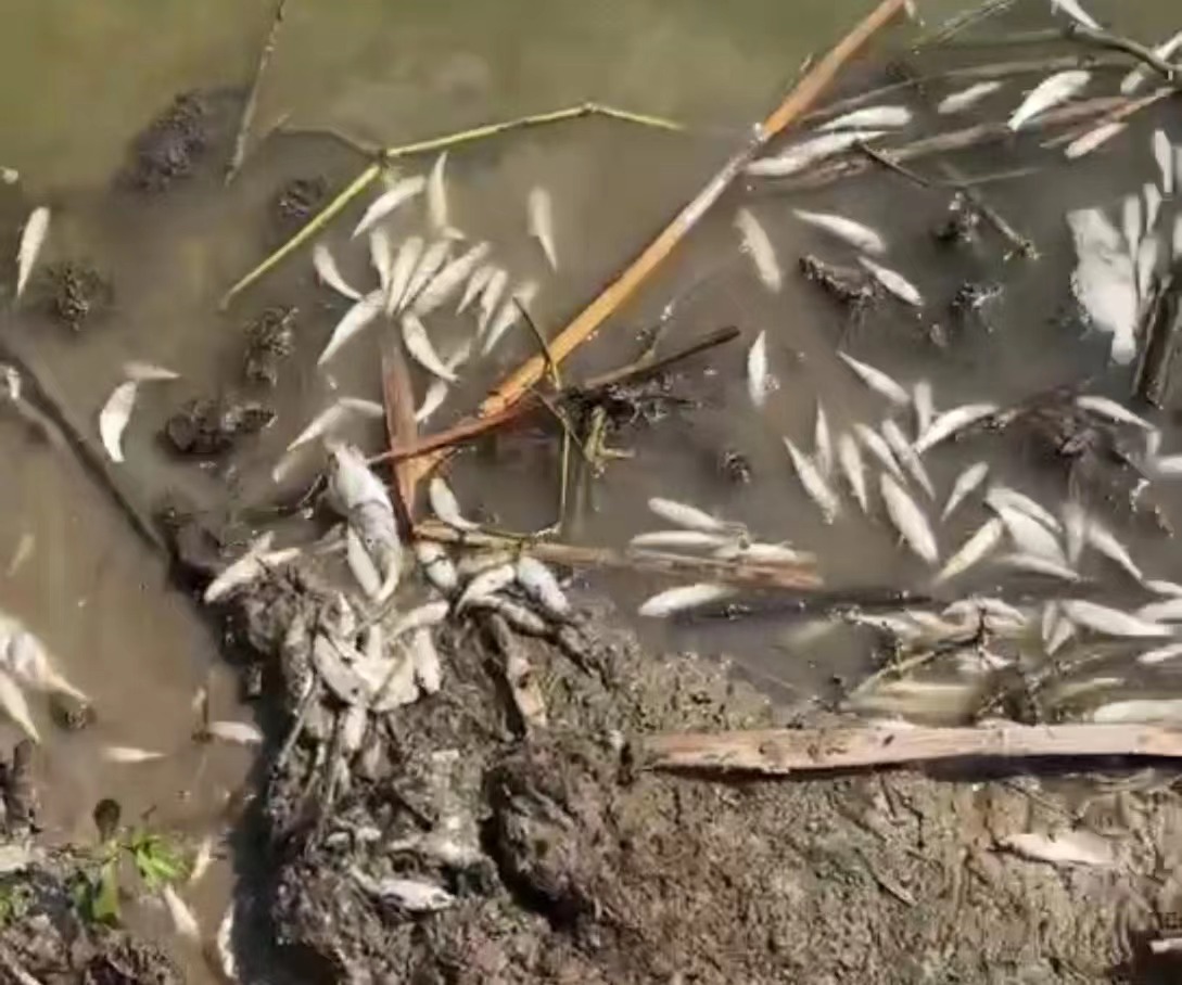 尹先生的魚塘漂浮著大量死魚苗。 受訪者供圖