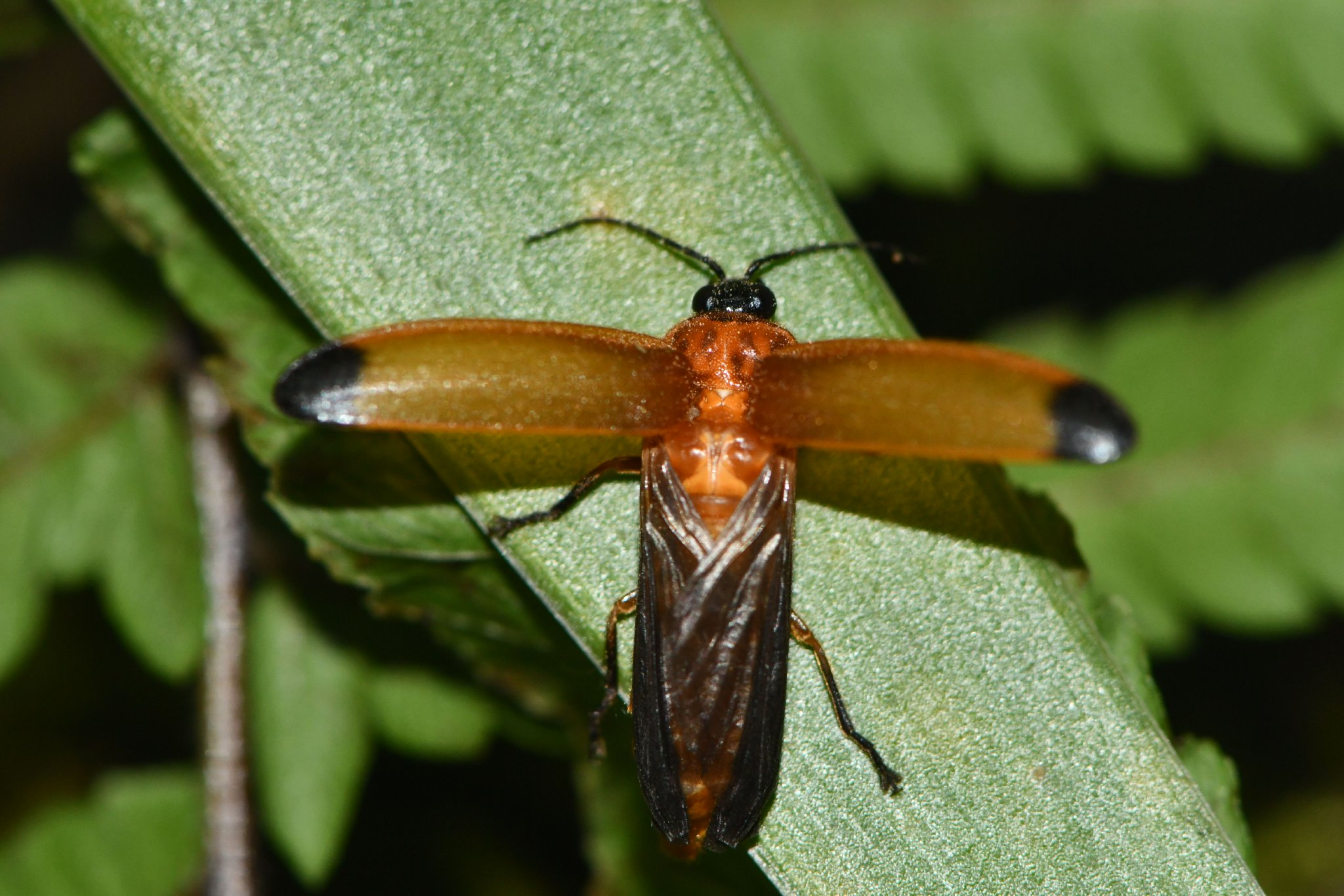 萤火虫为什么不能发光 4b48-7cca462db80bd5e309371bb49954bd04.jpg