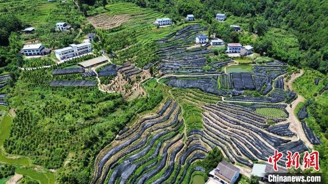 图为重庆雪宝山国家级自然保护区崖柏繁育基地。重庆市生态环境局供图