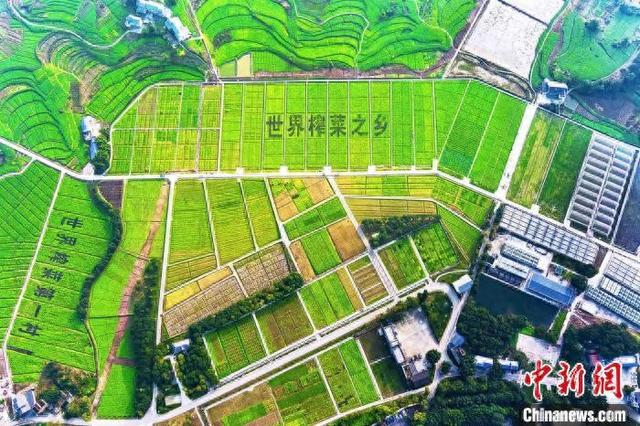 图为重庆市涪陵区江北街道二渡村的青菜头标准化种植基地。重庆市生态环境局供图