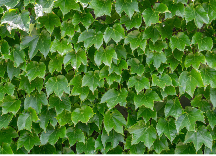 爬墙虎图 485b-27b895b42dd92bd6032b74dc8cbe2385.png