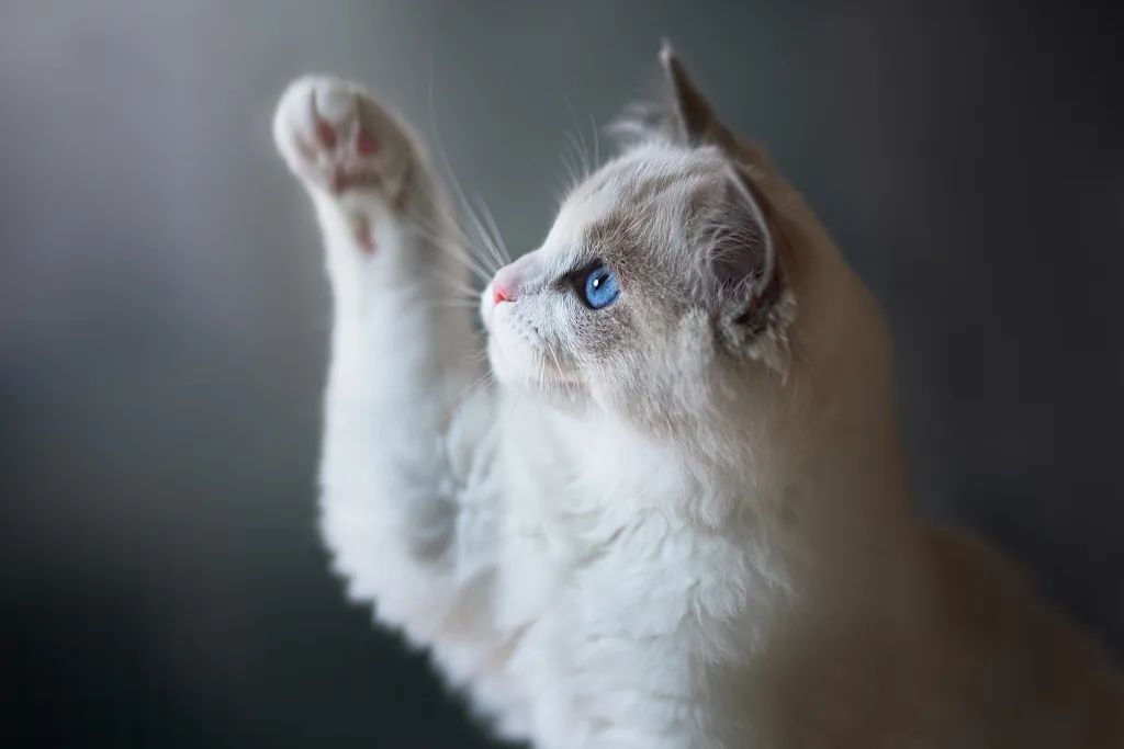 猫中妲己,颇具猫德|萌宠寻人启事