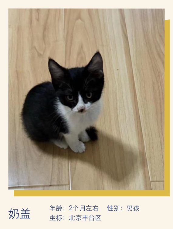 猫中妲己,颇具猫德|萌宠寻人启事