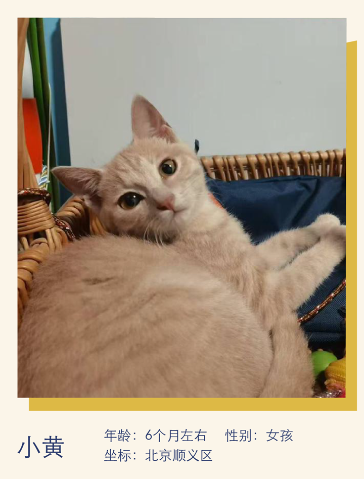 猫中妲己,颇具猫德|萌宠寻人启事