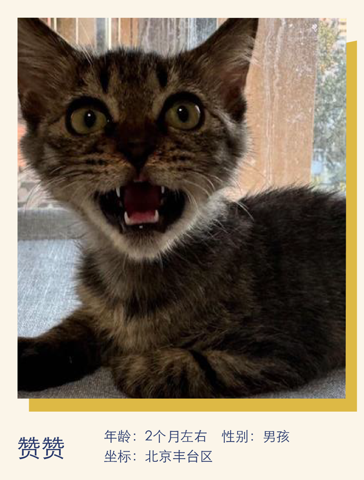 猫中妲己,颇具猫德|萌宠寻人启事