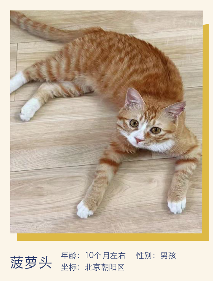 猫中妲己,颇具猫德|萌宠寻人启事