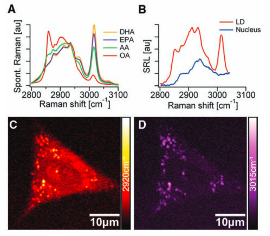 科学家提出拉曼二象性新理论，为理解拉曼散射带来新视角，促进物质成像技术进一步发展
