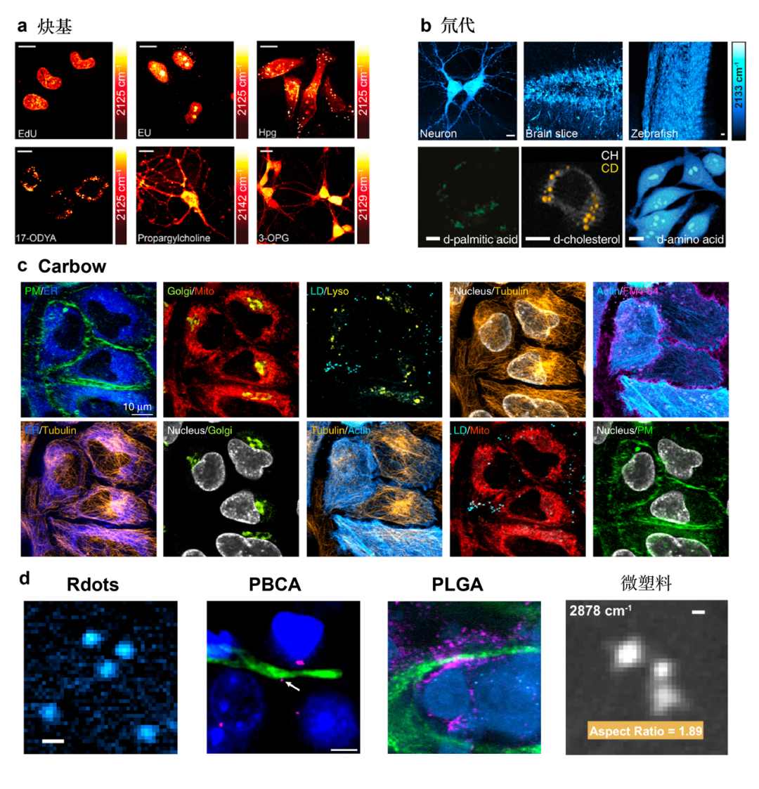 科学家提出拉曼二象性新理论，为理解拉曼散射带来新视角，促进物质成像技术进一步发展