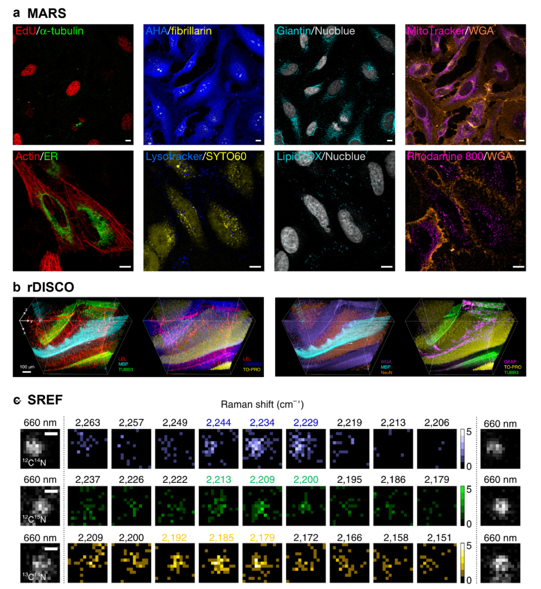 科学家提出拉曼二象性新理论，为理解拉曼散射带来新视角，促进物质成像技术进一步发展