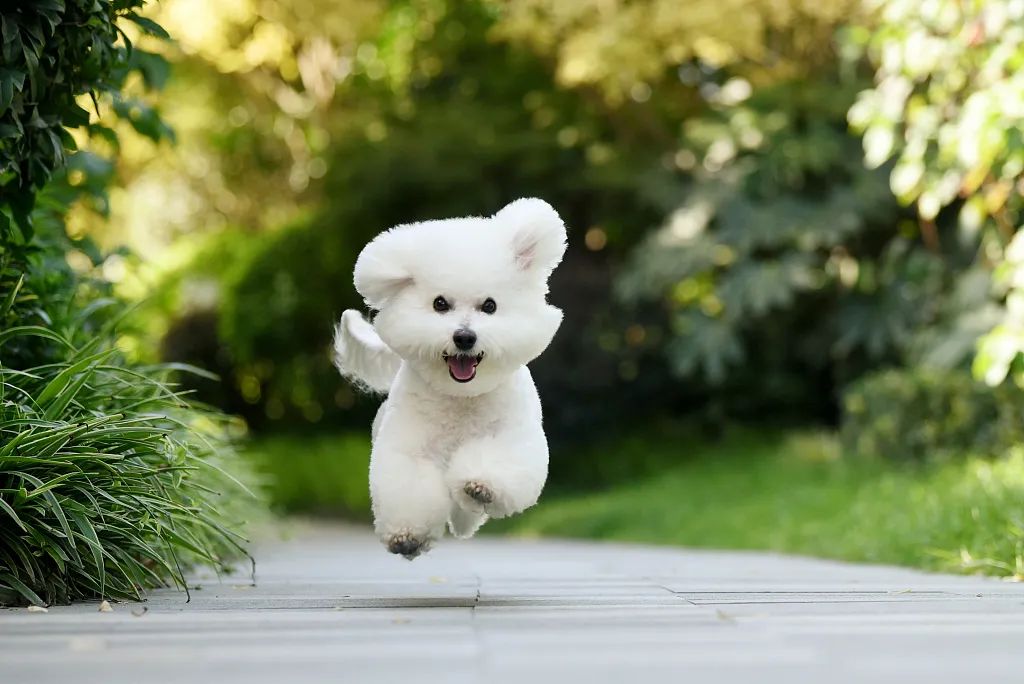 小狗性格憨憨，适合互相陪伴｜萌宠寻人启事101期