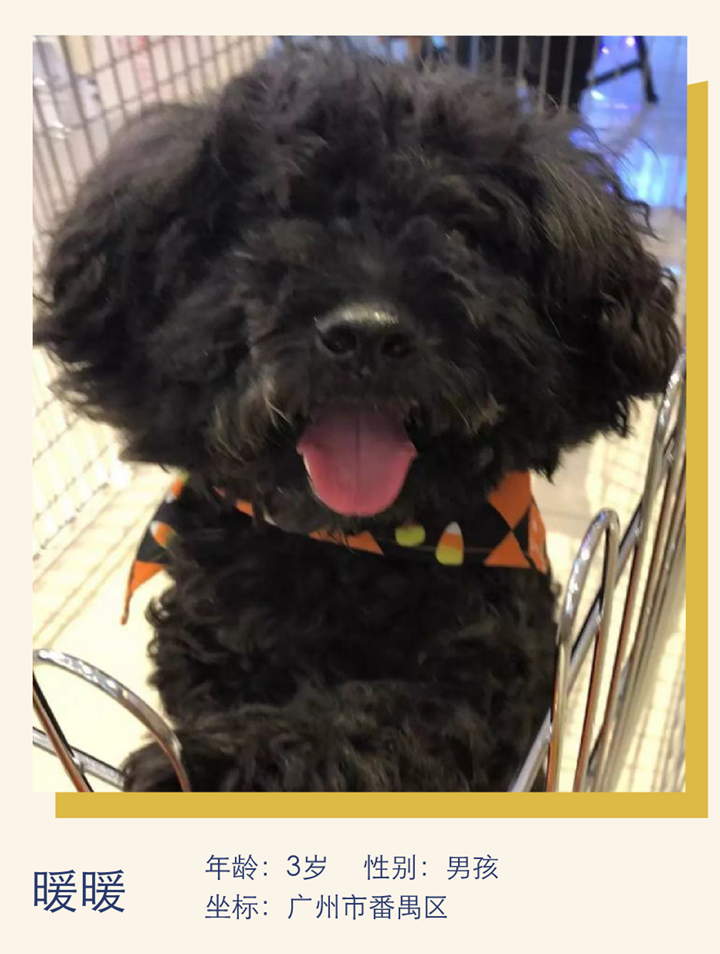 小狗性格憨憨，适合互相陪伴｜萌宠寻人启事101期