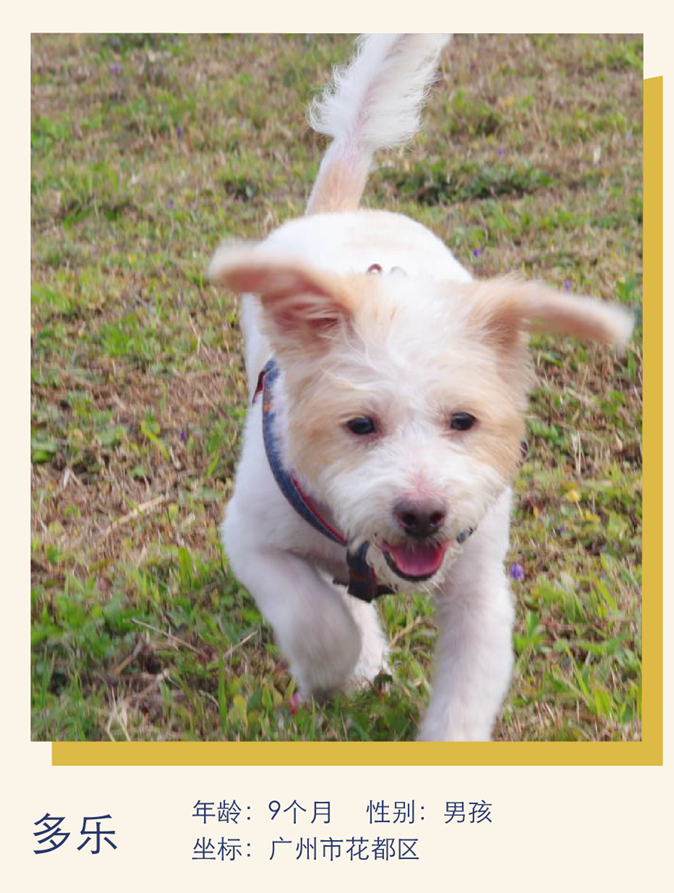 小狗性格憨憨，适合互相陪伴｜萌宠寻人启事101期