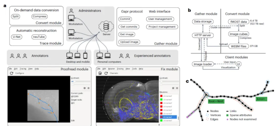 科学家用AI打造单神经元重构系统,打破以往人工算法的限制,满足PB级大脑图像数据的处理需求