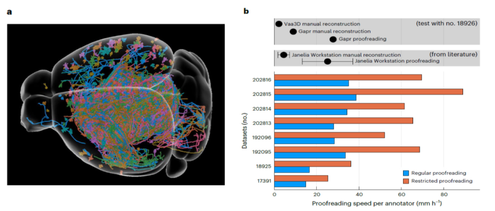 科学家用AI打造单神经元重构系统,打破以往人工算法的限制,满足PB级大脑图像数据的处理需求