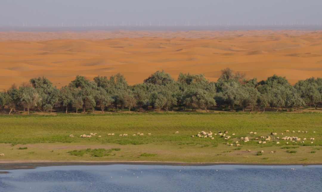 特仑苏818会员日的第四年,看品牌如何做好长周期营销