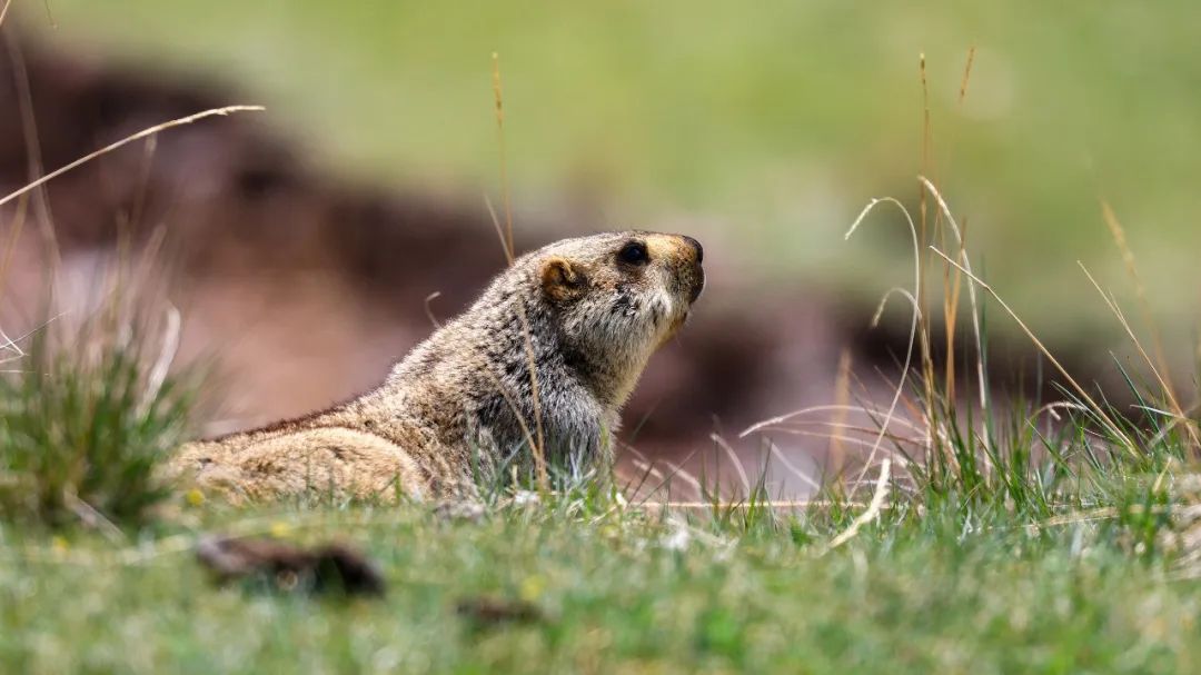 当心!远离土拨鼠