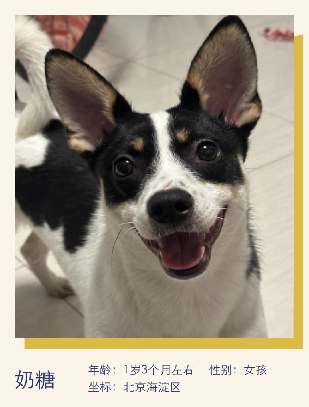 活泼乖巧，亲人可爱｜萌宠寻人启事102期