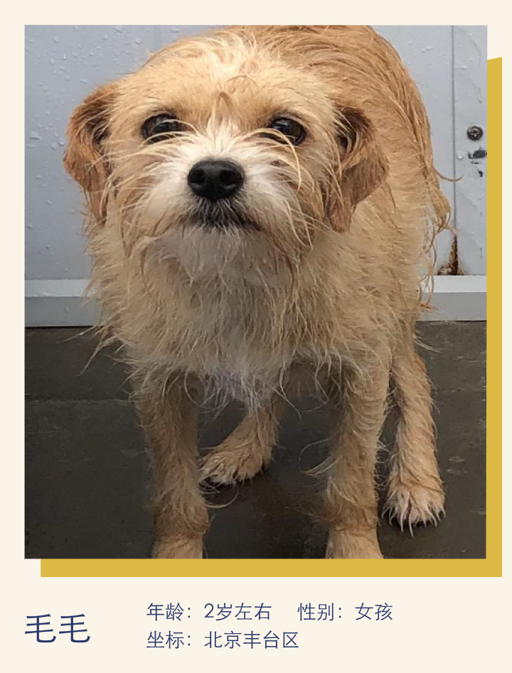 活泼乖巧，亲人可爱｜萌宠寻人启事102期