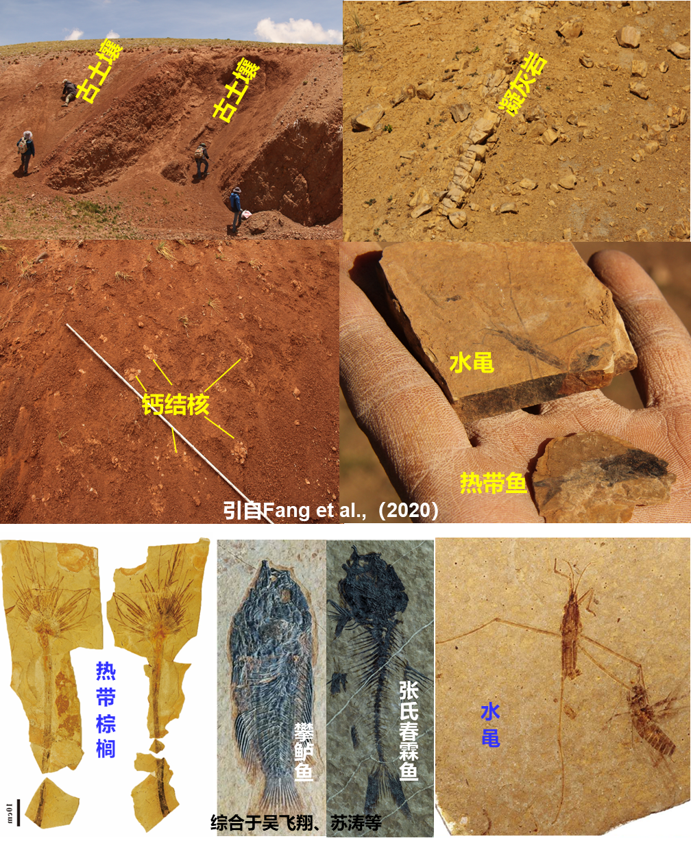 青藏高原腹地倫坡拉盆地新生代地層中發現的古土壤和動植物化石。中國科學院青藏高原研究所供圖