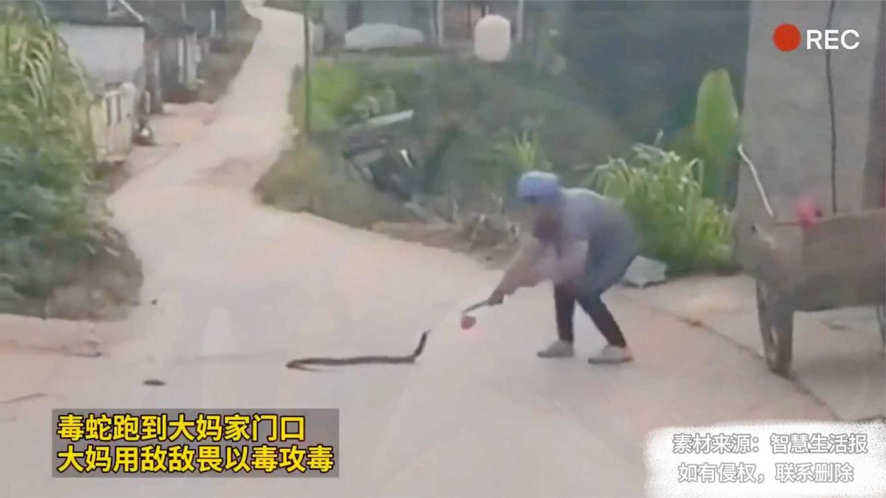 毒蛇跑到大妈家门口，大妈用敌敌畏以毒攻毒_新浪新闻