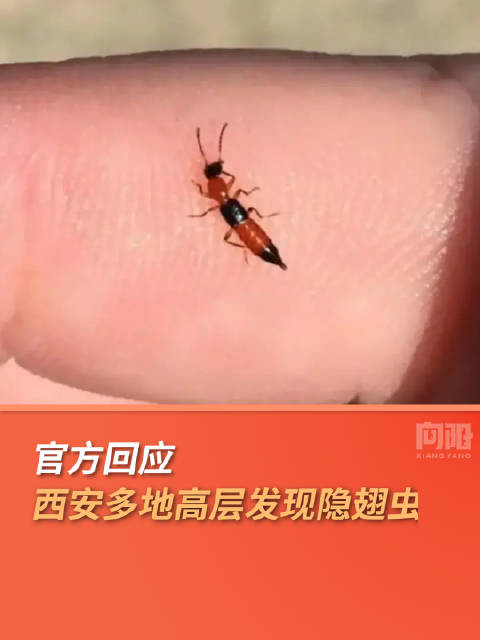 西安多地高层发现隐翅虫