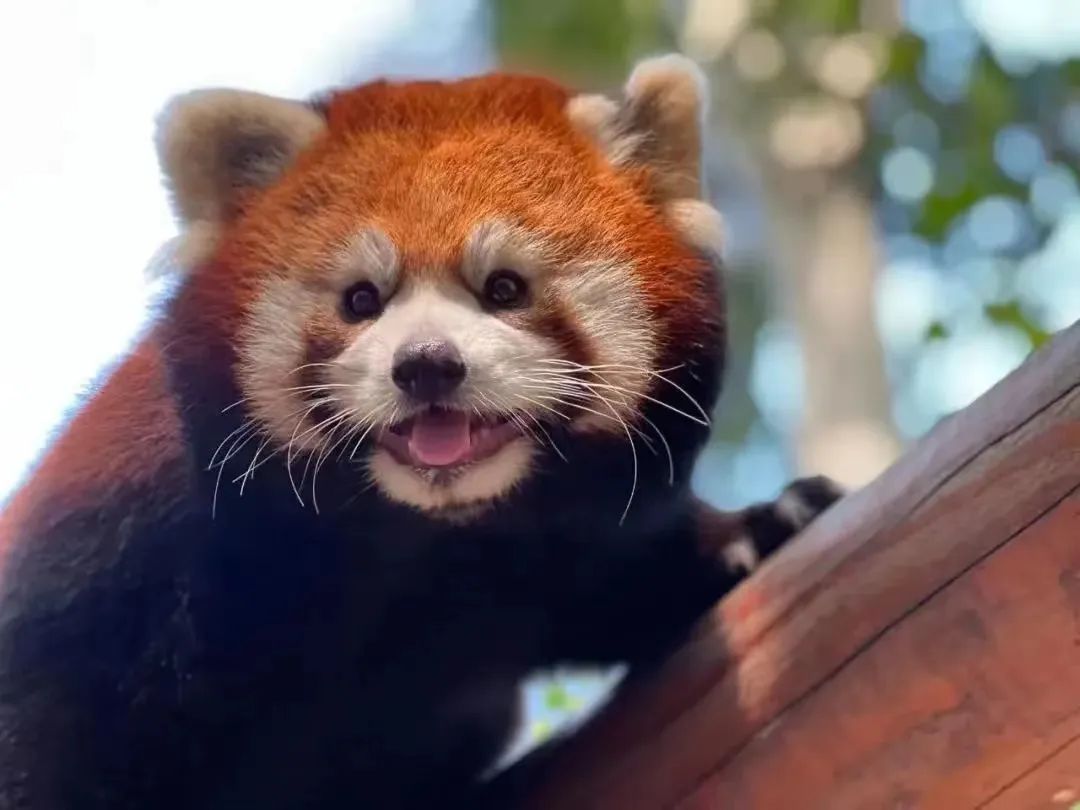 北京野生動物園。大興區文化和旅遊局供圖