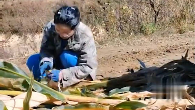 大学生7天假期干了5天农活