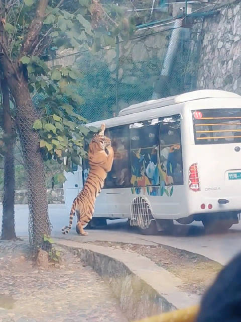 老虎压住观光大巴狂舔车窗