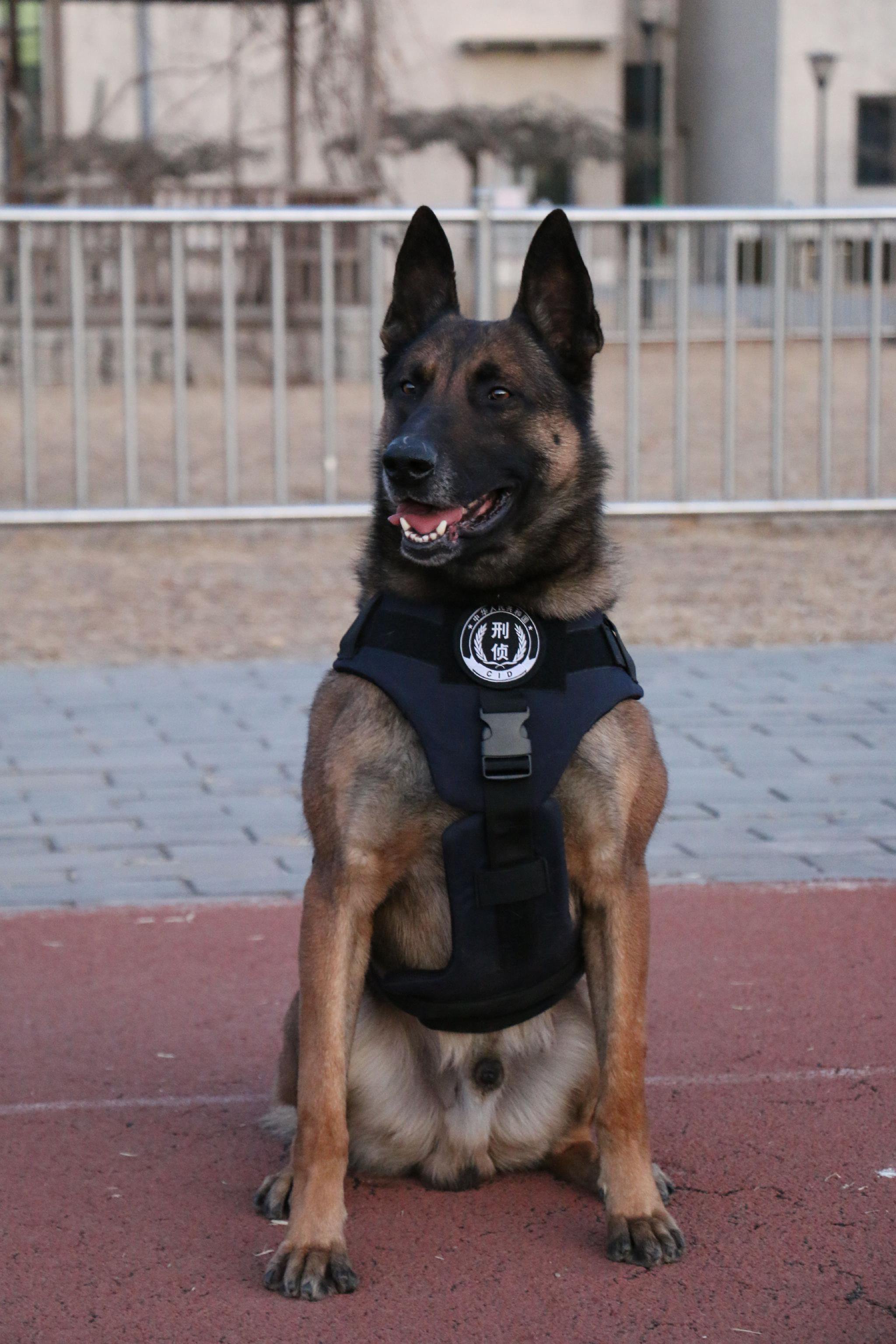 搜爆犬「斯機丁」。受訪者供圖