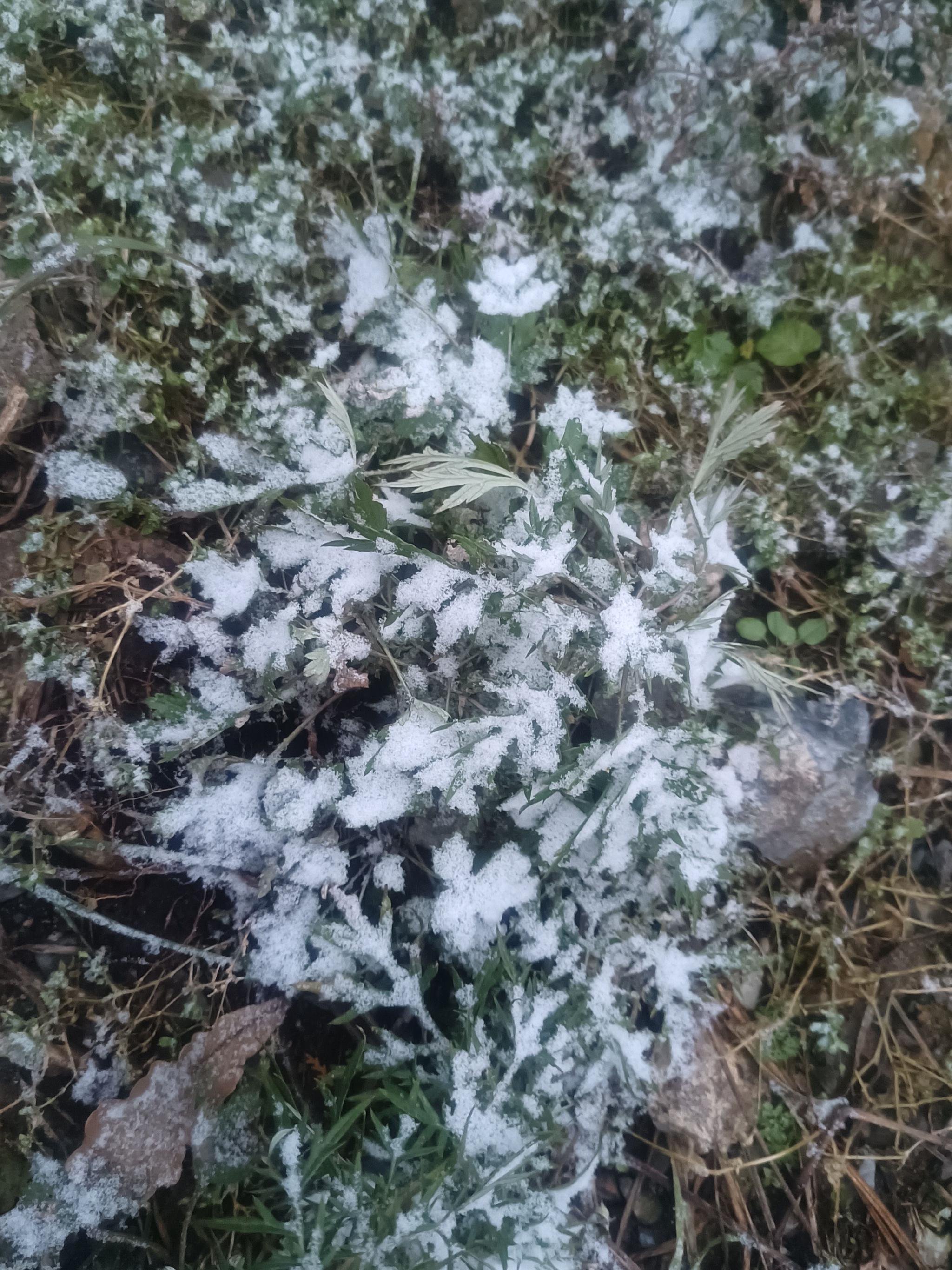 10月20日午後，北京市門頭溝區清水鎮江水河村，白雪落在草地和樹葉上。受訪者供圖