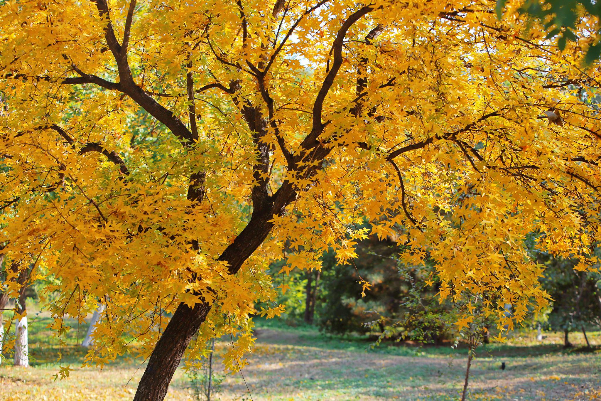紫竹院公园游玩攻略 单身女性限制原因