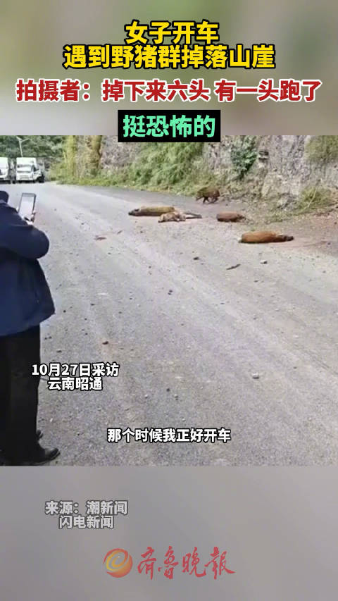 女子开车遇野猪群掉落山崖