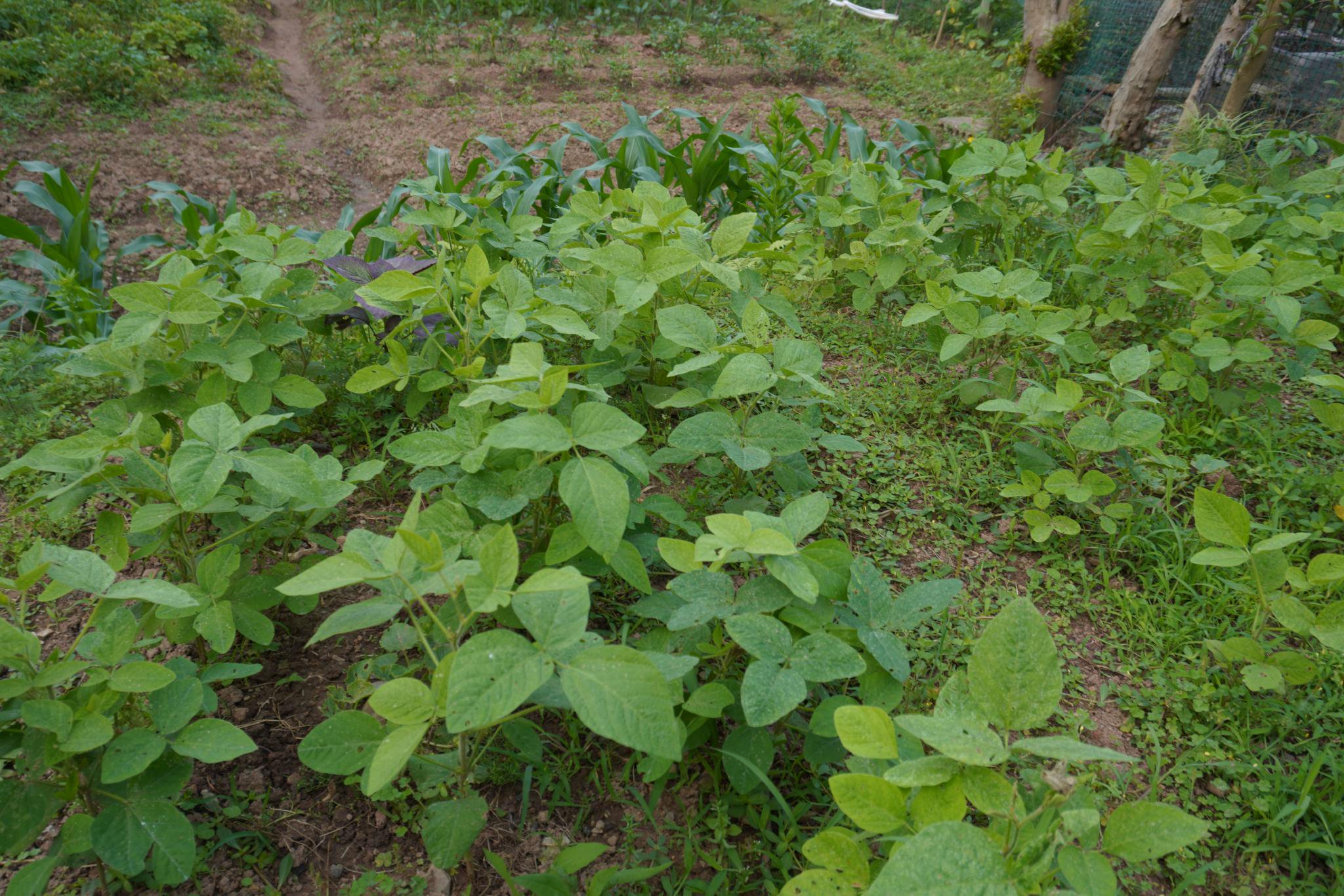 張玲（化名）的菜園。新京報記者 左琳 攝