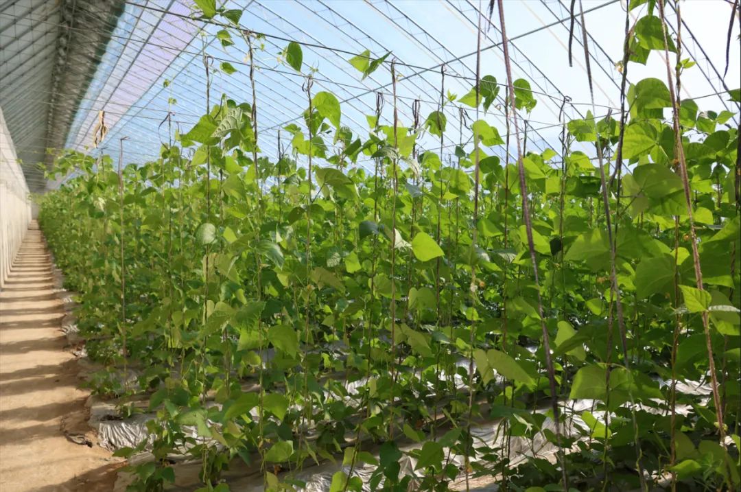 大棚里生長的蔬菜。圖片來源:漁陽北房微信公眾號