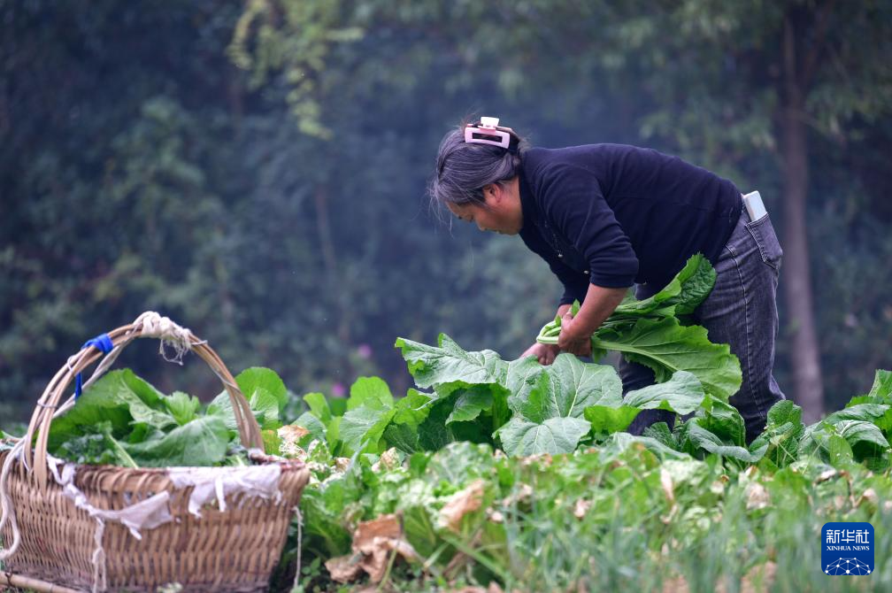 ▲贵阳市乌当区下坝镇下坝村的村民在地里摘菜,准备第二天进城售卖(11月6日摄)。