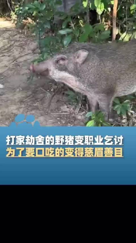 野猪为讨吃的点头哈腰