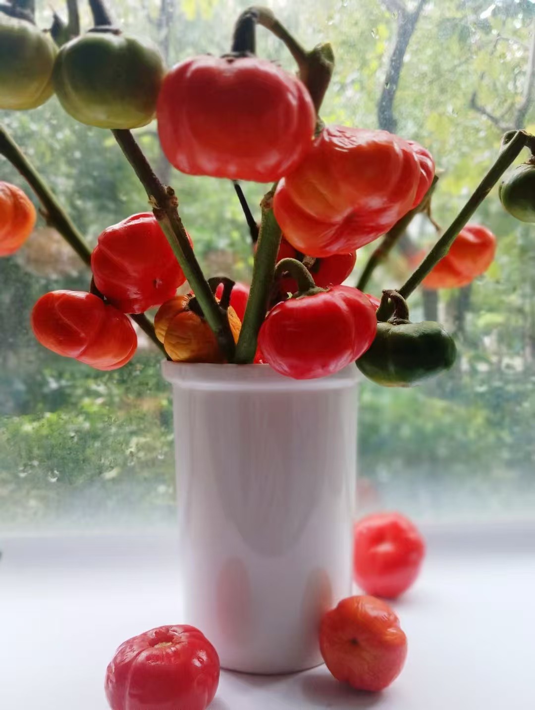 小雪家中種植的盆栽。