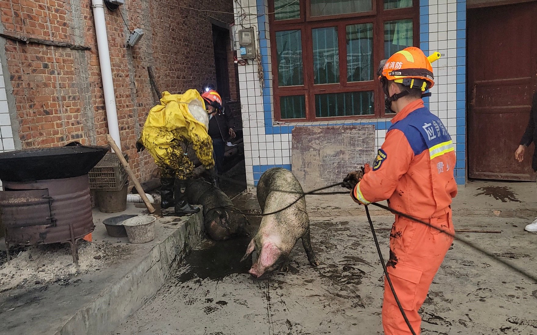 兩頭豬被成功救出。 圖源：燎原路消防救援站
