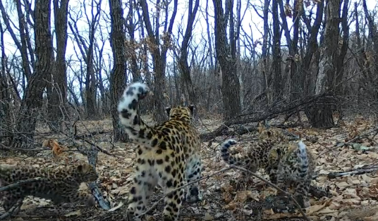 今年12月初，東北虎豹國家公園東寧片區監測到四豹同框影像。影片截圖