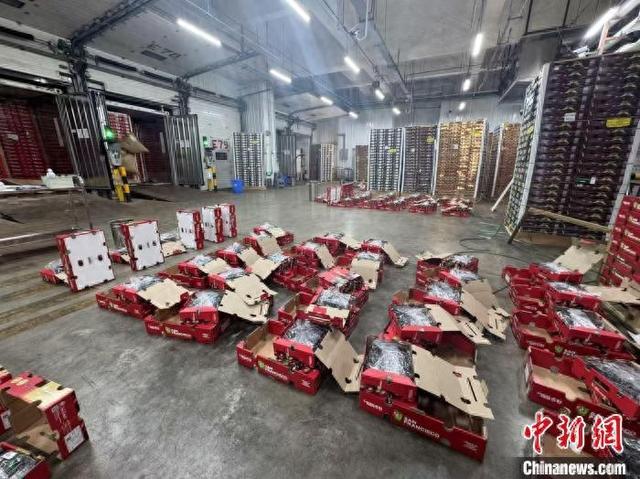 超11000吨新鲜智利车厘子即将进入广州市场。广州港集团 供图