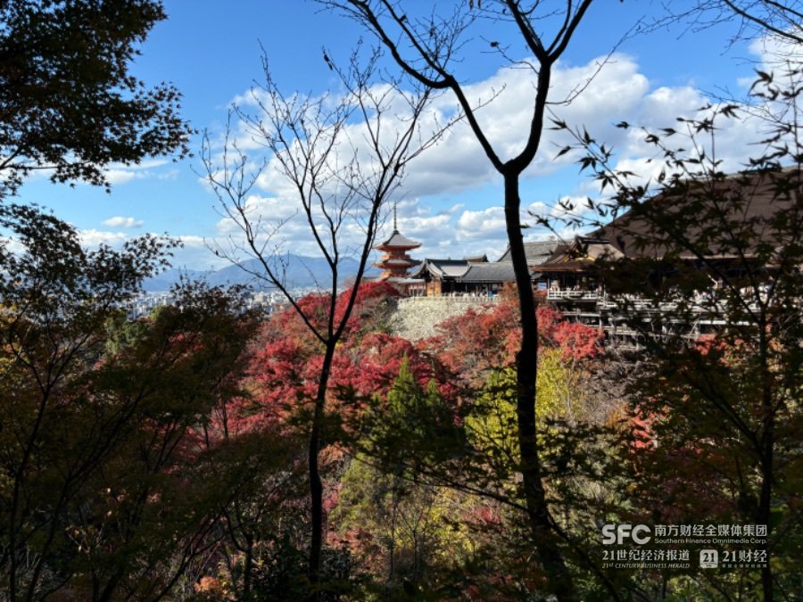 京都的枫叶红了 本报记者贺泓源/摄