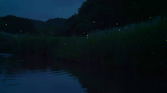 蔚来全新品牌firefly萤火虫 以萤火虫为灵感…