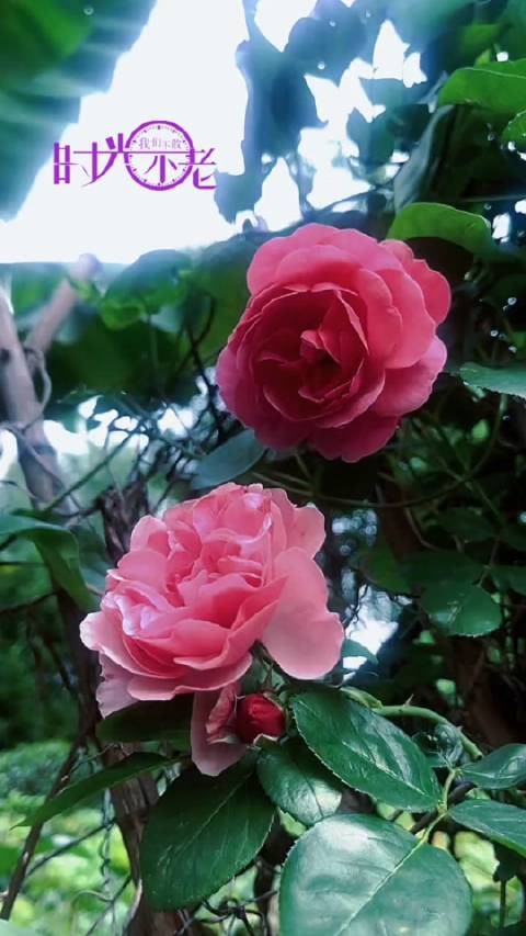 再次曝光：日快女女人皮怎么穿？3步打造自然裸肌感