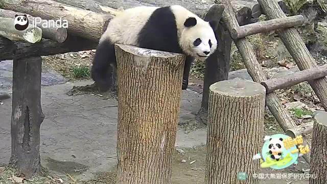 功夫熊猫下桩摔个屁股墩