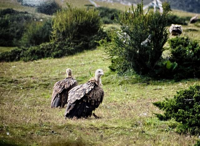 2000年，在止贡梯寺看到的兀鹫。宋金波 图
