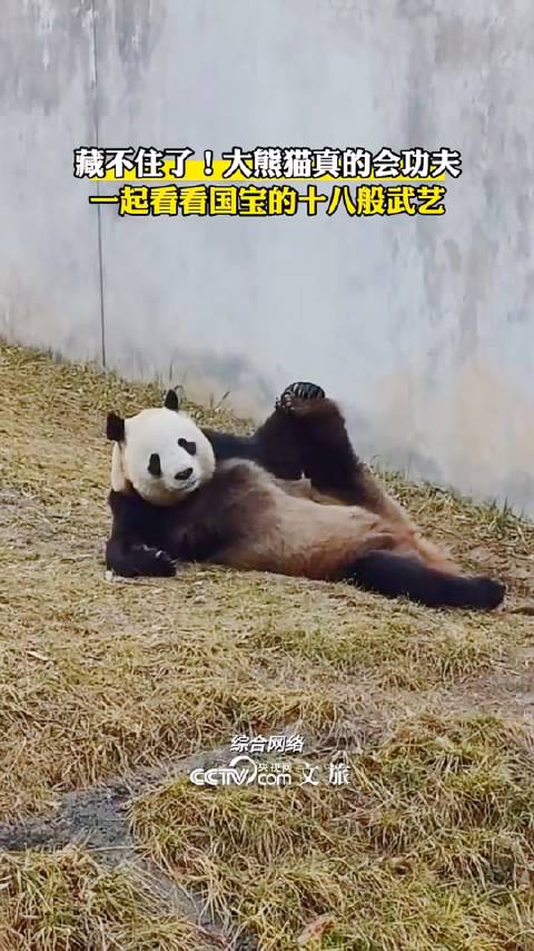 藏不住了！大熊猫真的会功夫