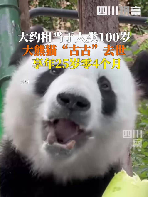 大熊猫古古去世