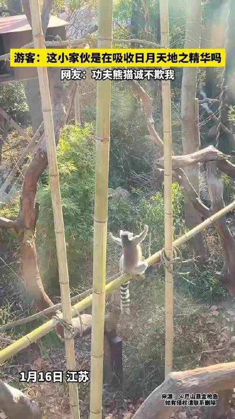 功夫熊猫诚不欺我，这小家伙在吸收天地精华吗？