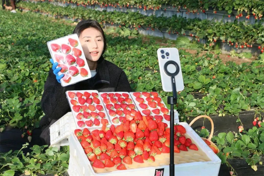 草莓大棚里的直播。圖片來源：高大尚平穀微信公眾號