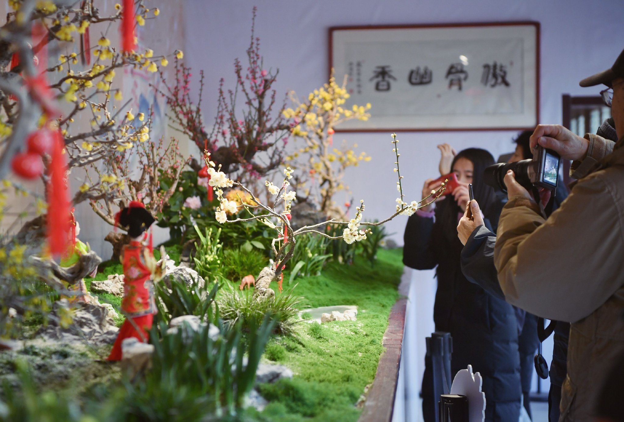 1月24日,第十四屆頤和園「傲骨幽香」梅花、蠟梅迎春文化展,遊客欣賞梅花、蠟梅。新京報記者 薛珺 攝